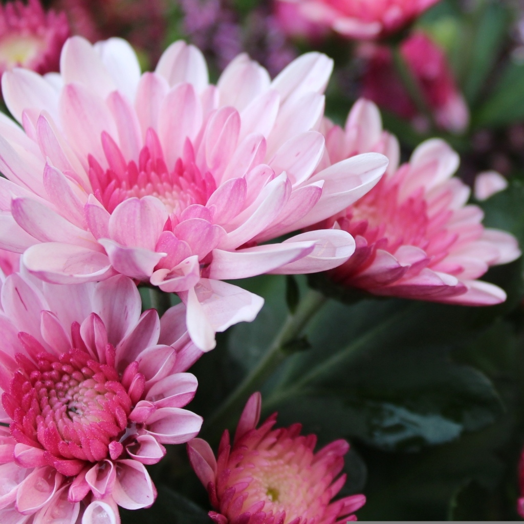 Красивые розовые хризантемы крупным планом осенью