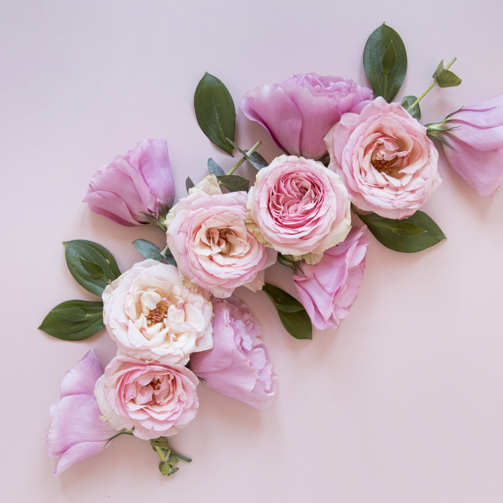 Красивые розовые цветы на сером фоне