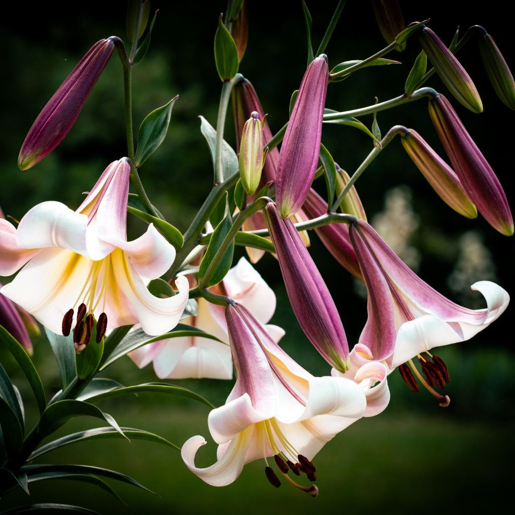 Красивые розовые цветы лилии крупным планом