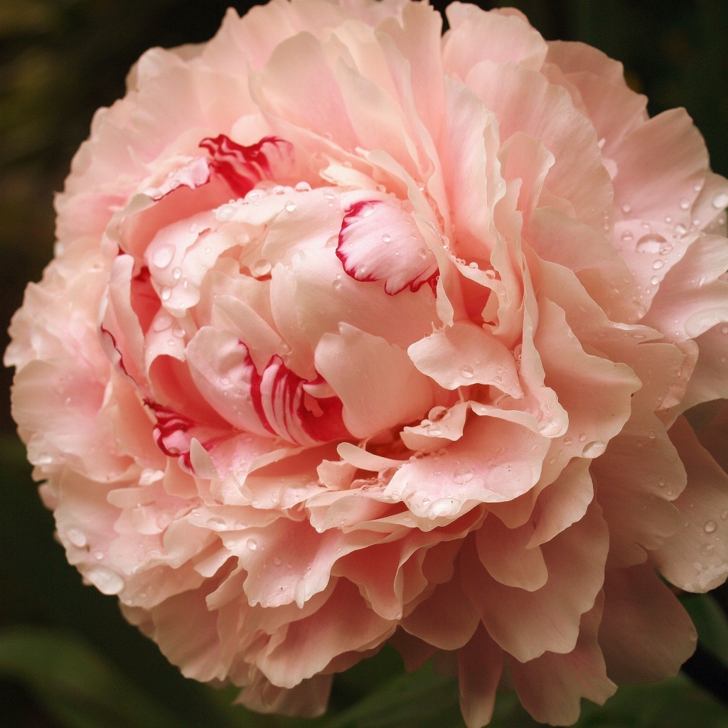 Красивый розовый пион в каплях росы