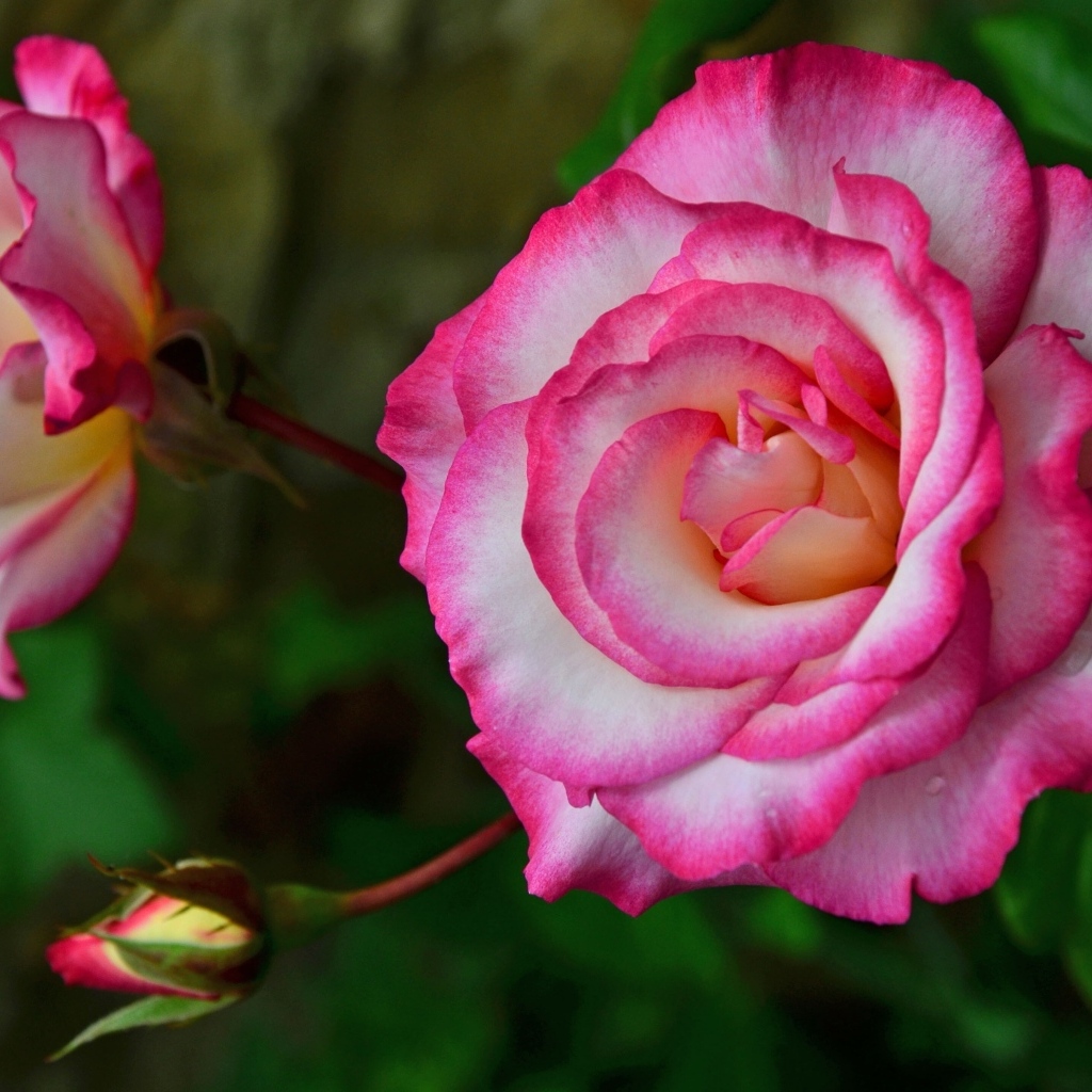 Красивая розовая роза с бутонами крупным планом