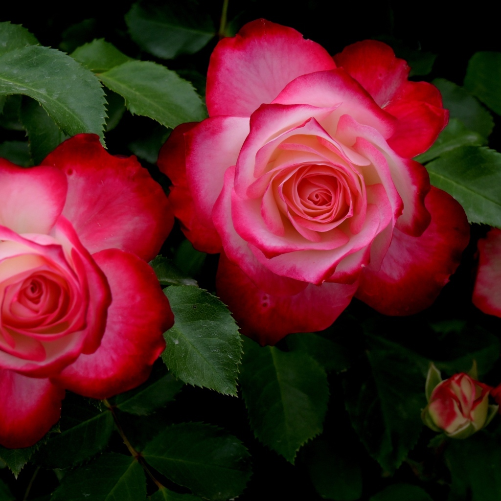 Красивые розовые розы с зелеными листьями на клумбе