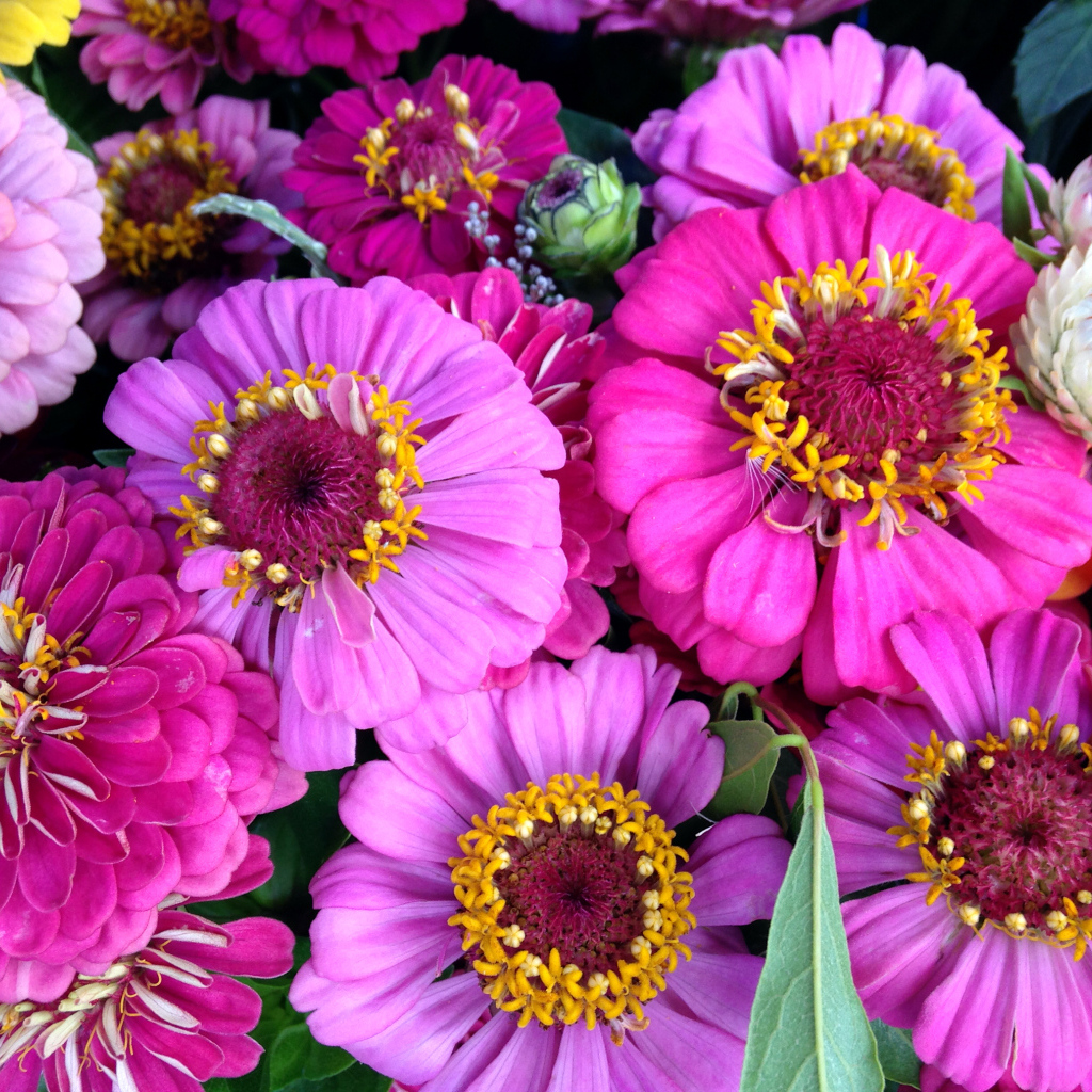 Красивые розовые цветы цинния