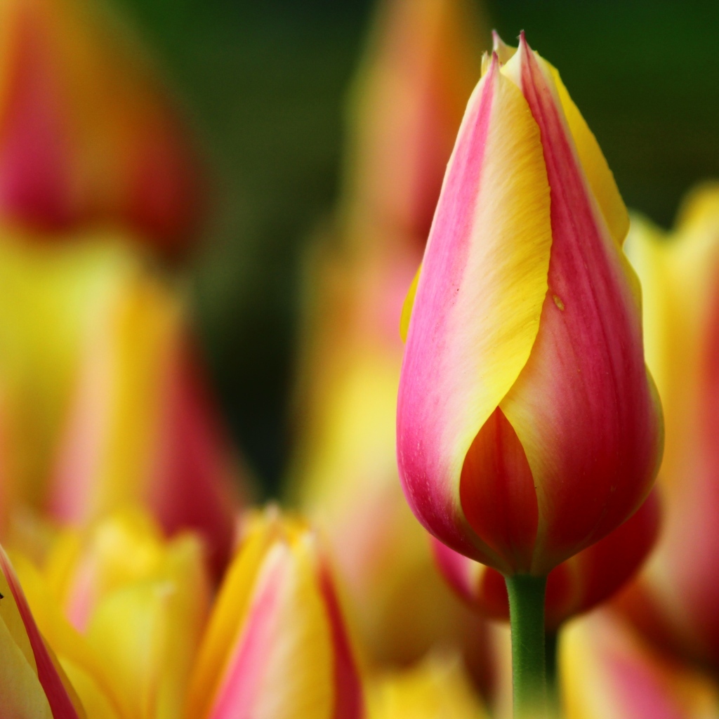 Красивый красный тюльпан с желтыми краями на лепестках