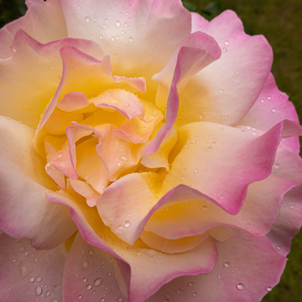 Красивая роза Глория Дей в каплях росы