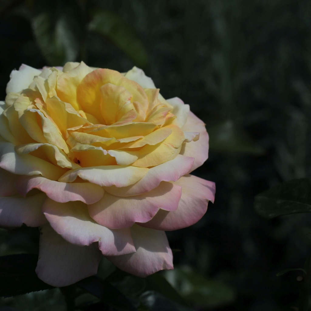 Красивая роза сорт Глория Дэй с бутоном