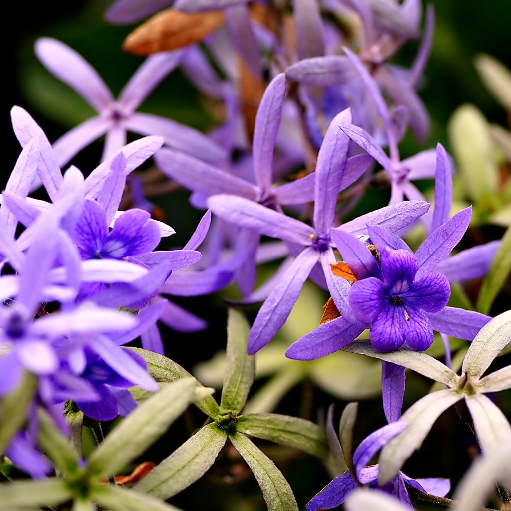 Красивые маленькие сиреневые цветы