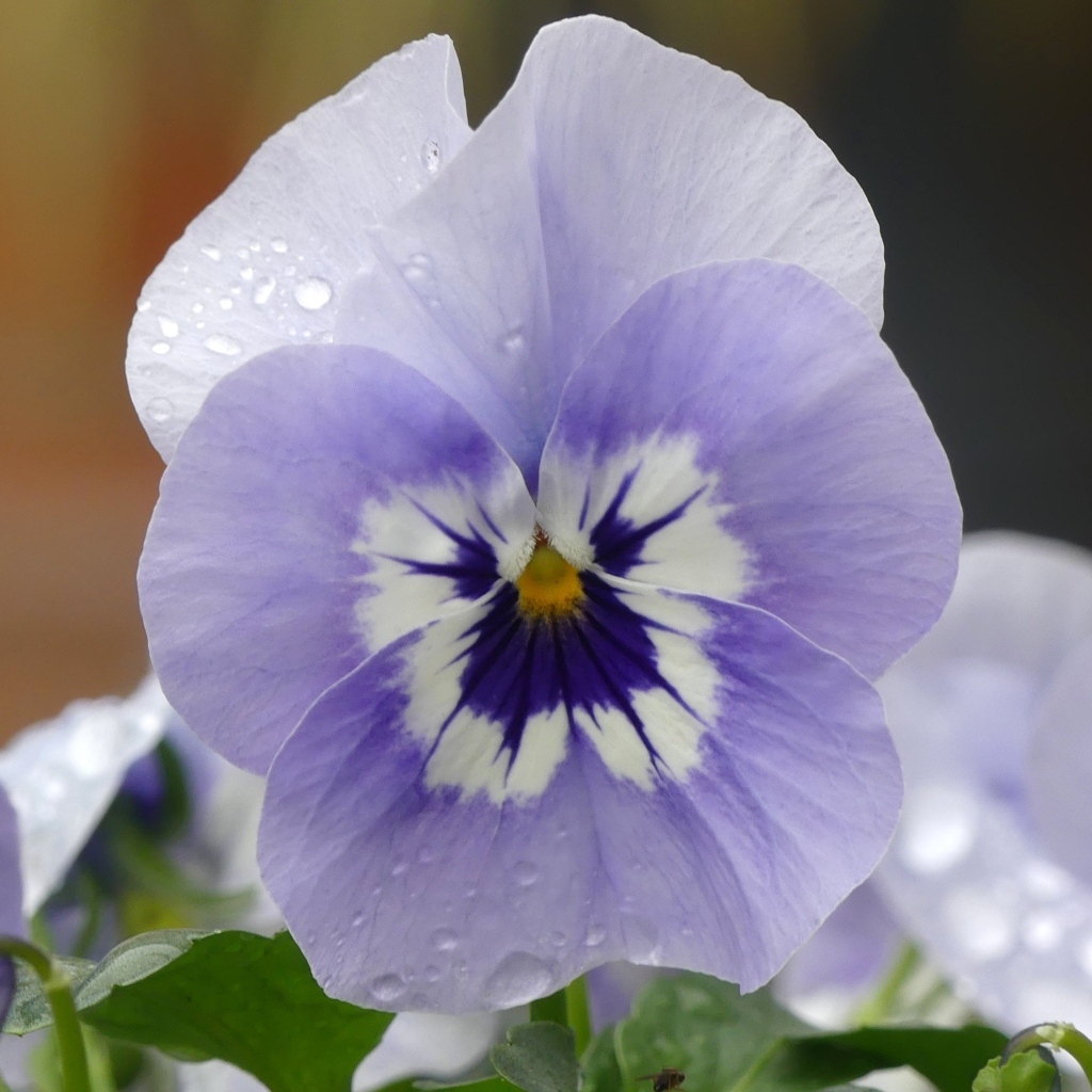 Красивый маленький цветок Анютины глазки крупным планом