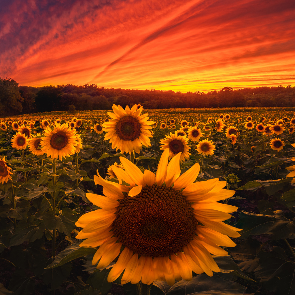 Красивый закат солнца над полем с желтыми подсолнухами