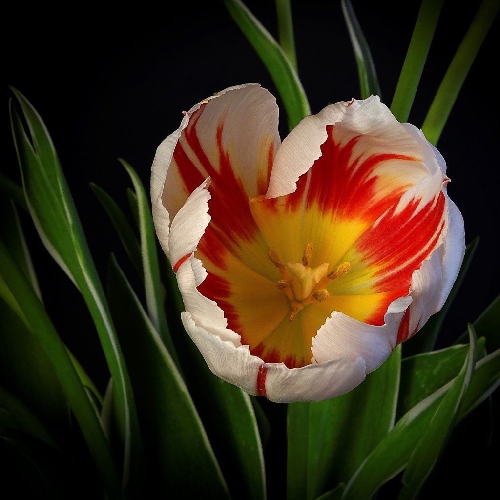 Красивый тюльпан с зелеными листьями на черном фоне