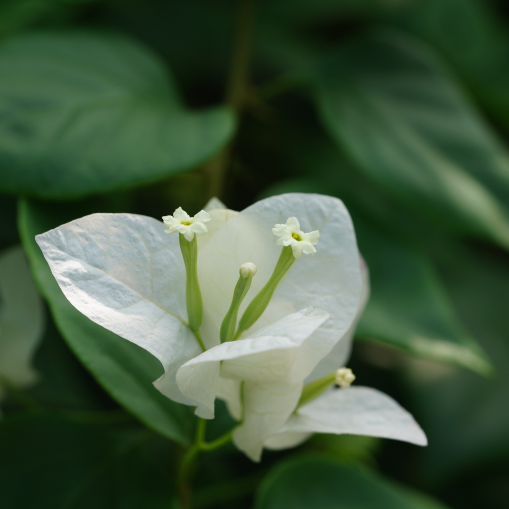 Красивый белый цветок бугенвиллия