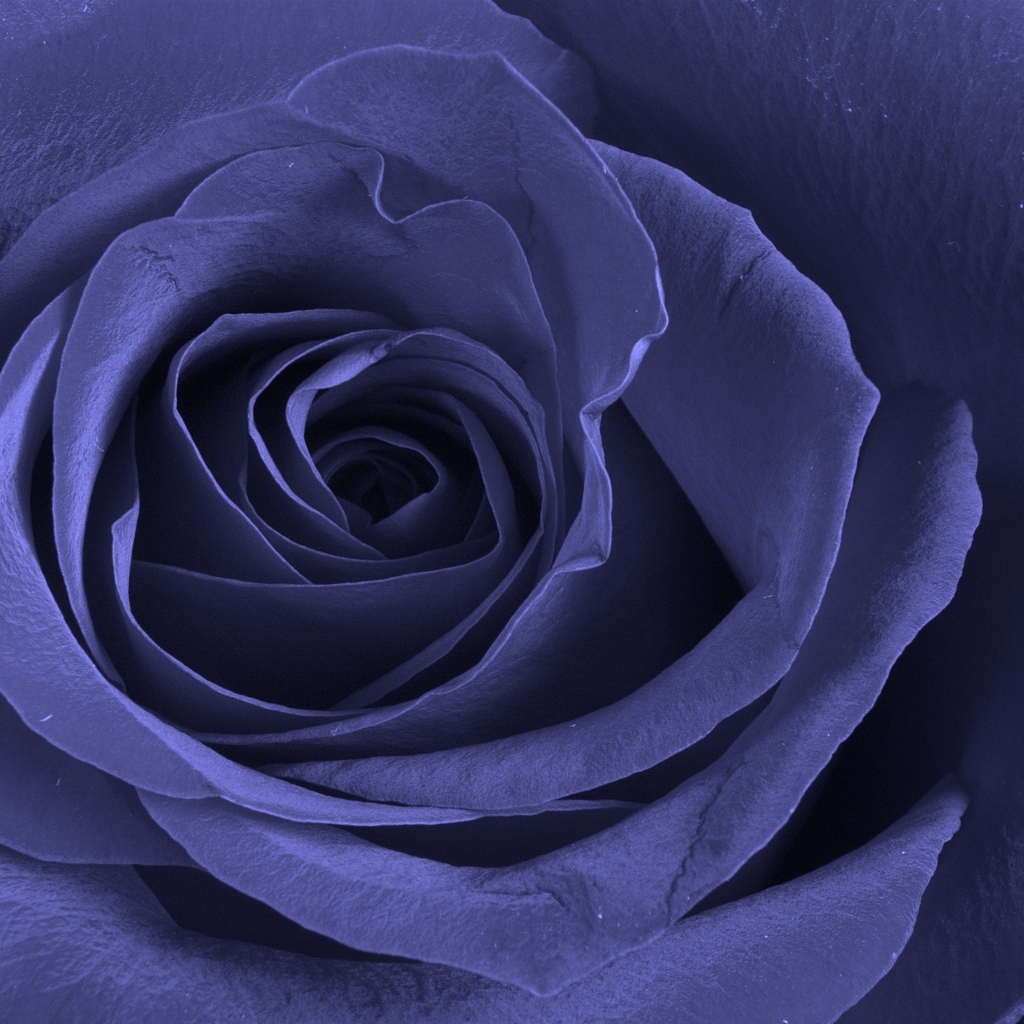 Большая синяя роза крупным планом