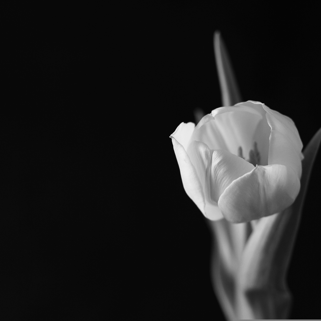 Черно-белое фото тюльпана