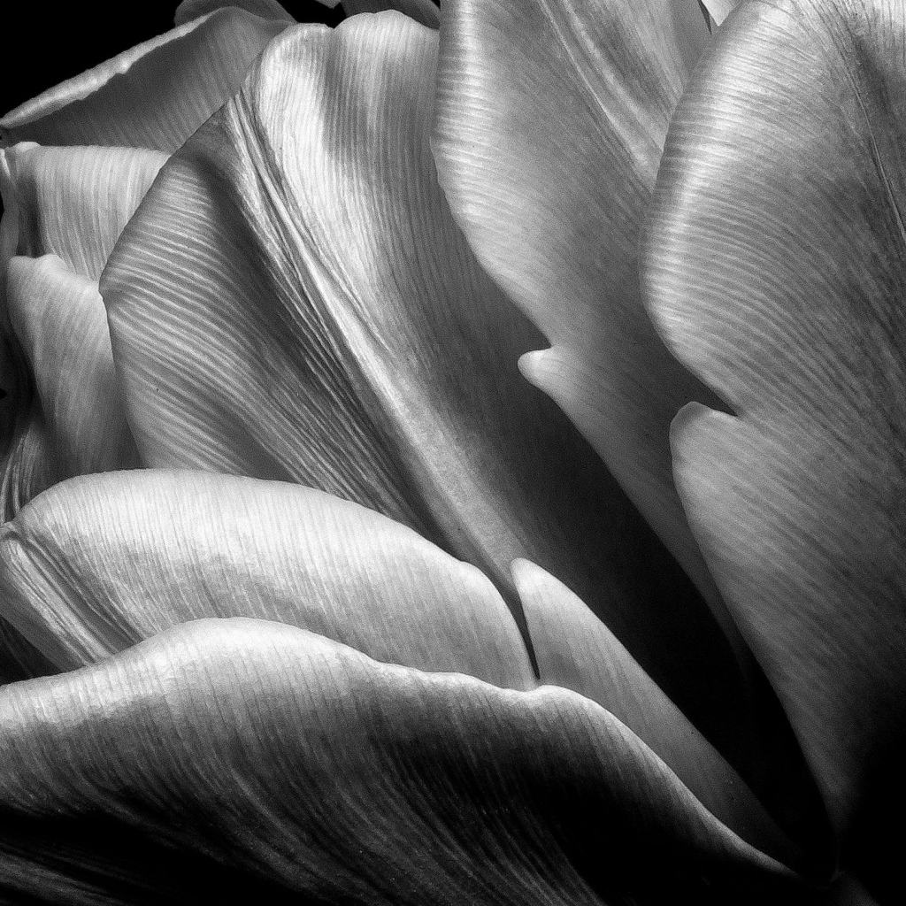 Черно-белое фото тюльпана