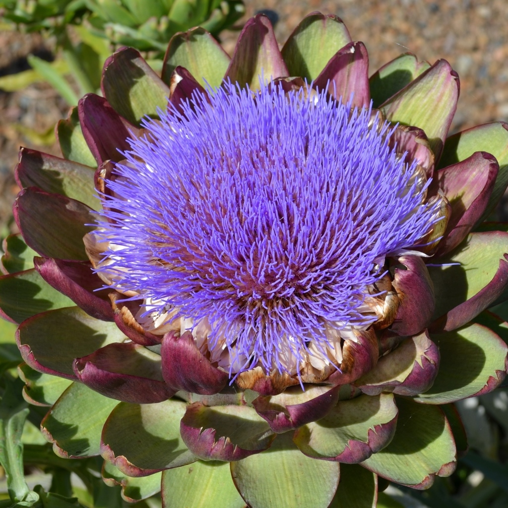 Цветущий артишок на огороде