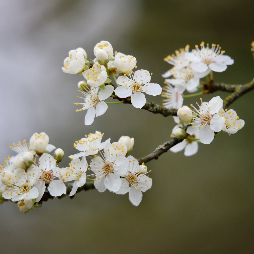 Цветущая ветка вишни весной крупным планом