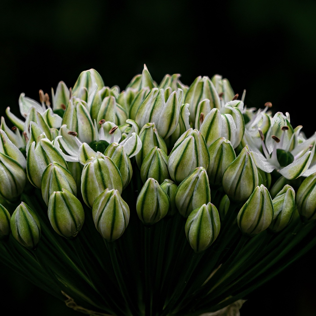Распускающийся цветок на черном фоне