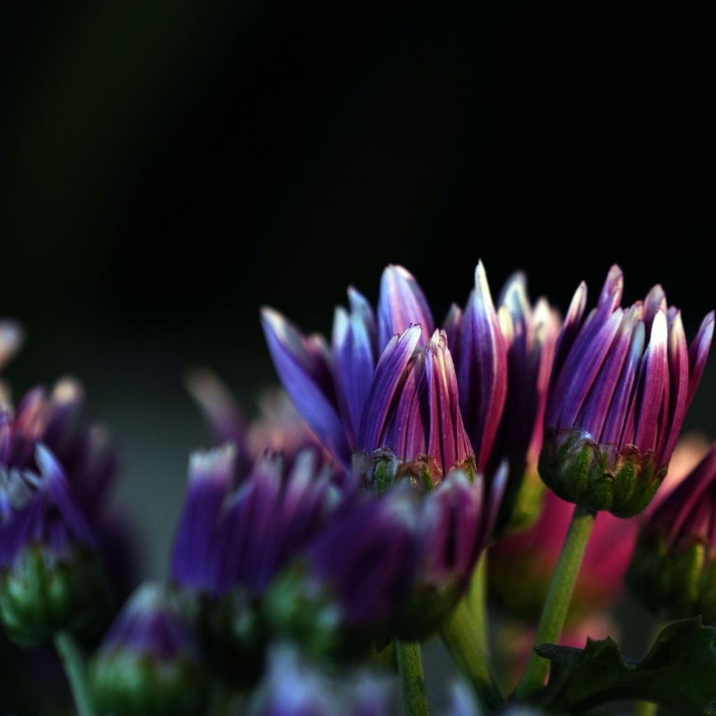 Распускающиеся сиреневые цветы хризантемы