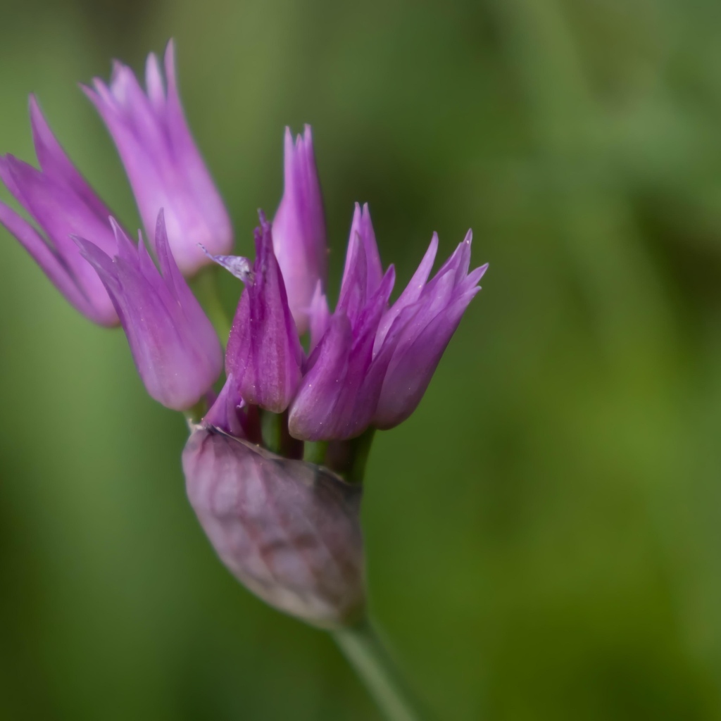 Распускающийся сиреневый цветок африканского лука