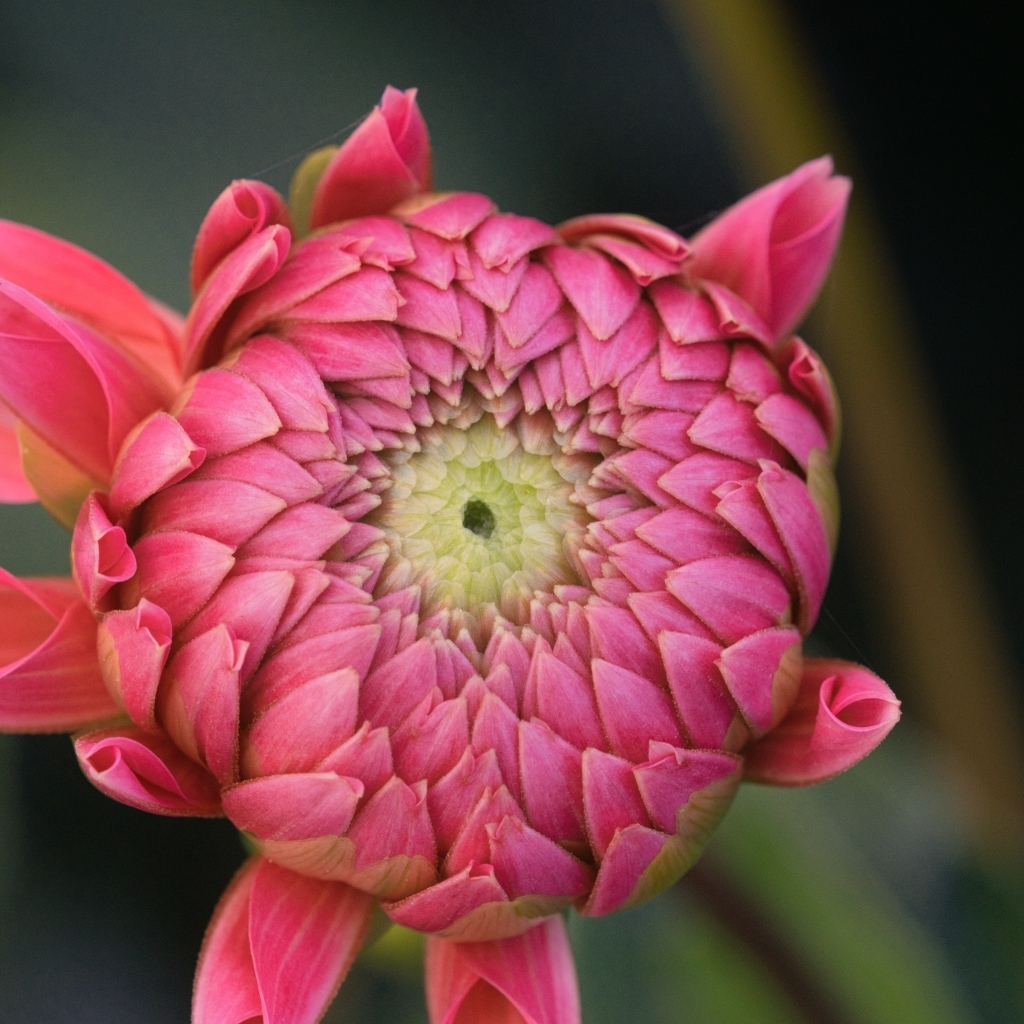 Распускающийся розовый цветок георгина