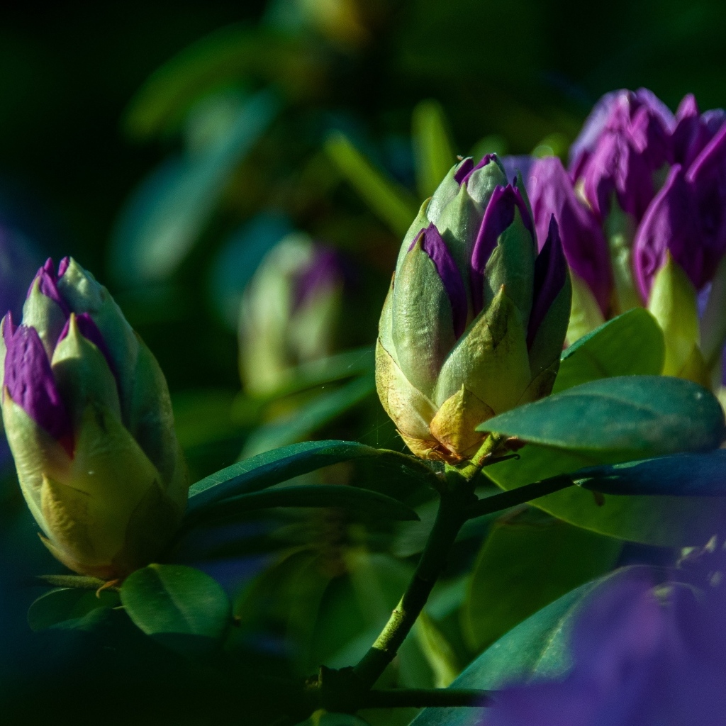 Распускающийся цветок рододендрона