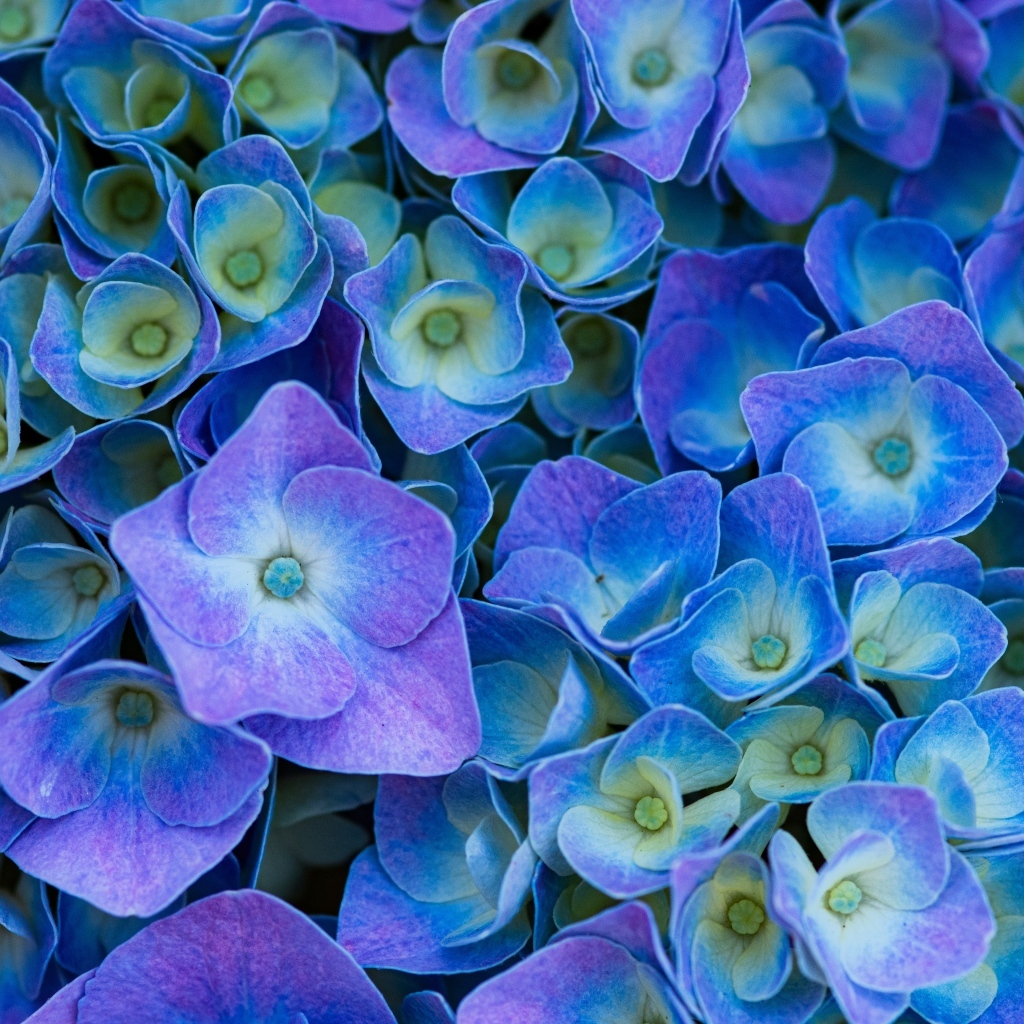 Синие цветы гортензии крупным планом
