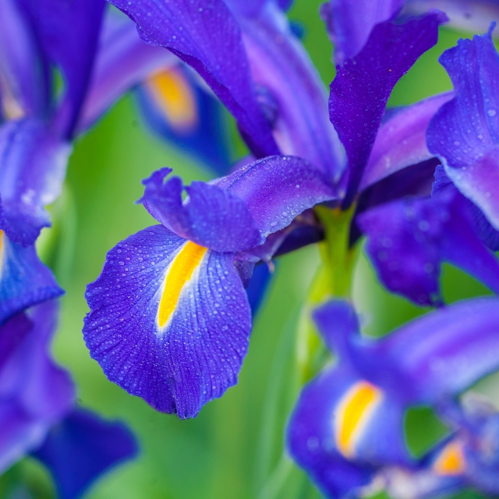 Синие цветы ириса крупным планом