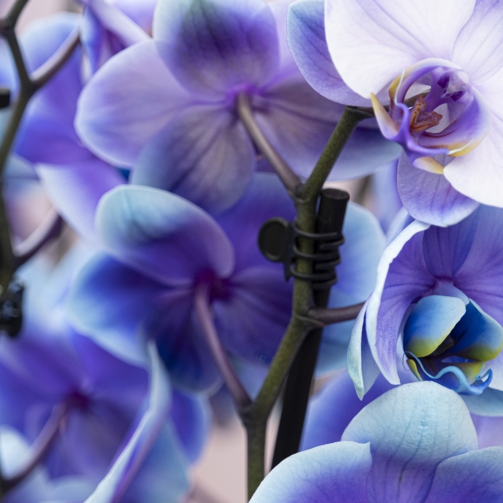Голубые цветы орхидеи крупным планом