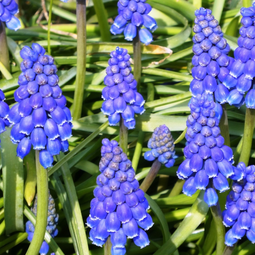 Синие маленькие садовые цветы мускари крупным планом