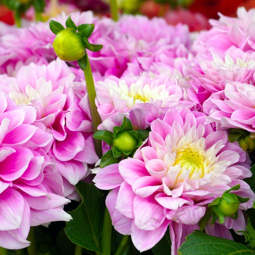 Букет красивых пышных цветов георгина