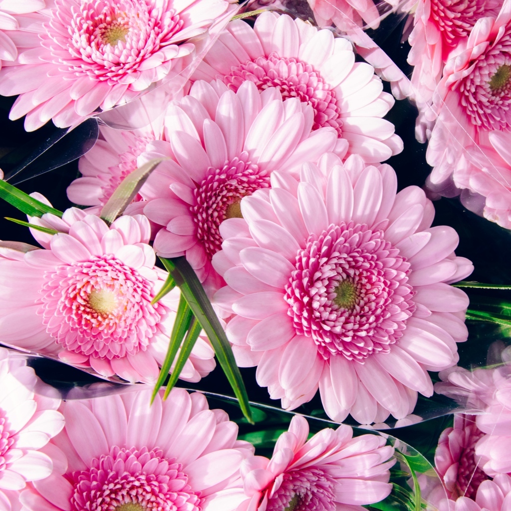 Букет красивых розовых цветов герберы