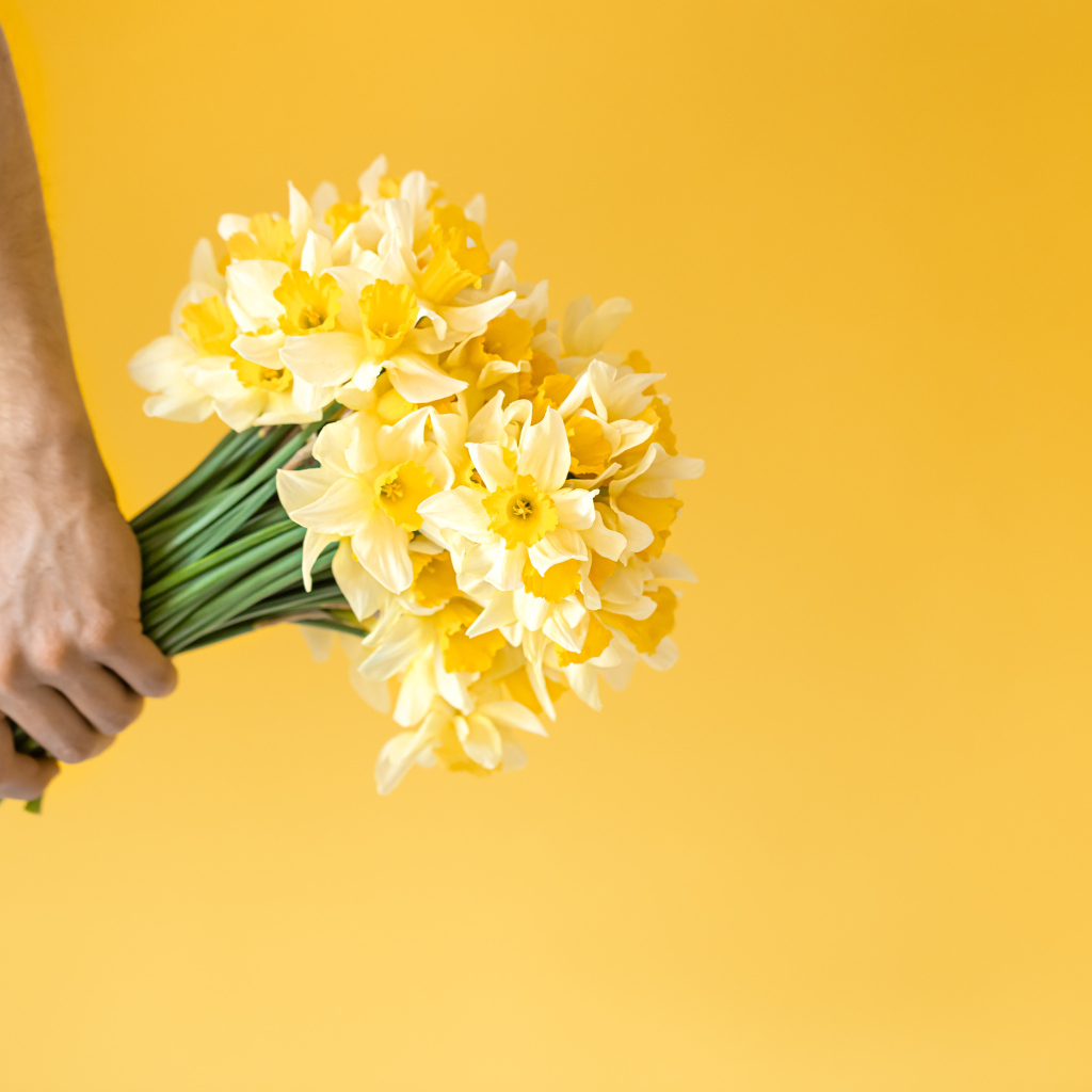Букет нарциссов в руке на желтом фоне