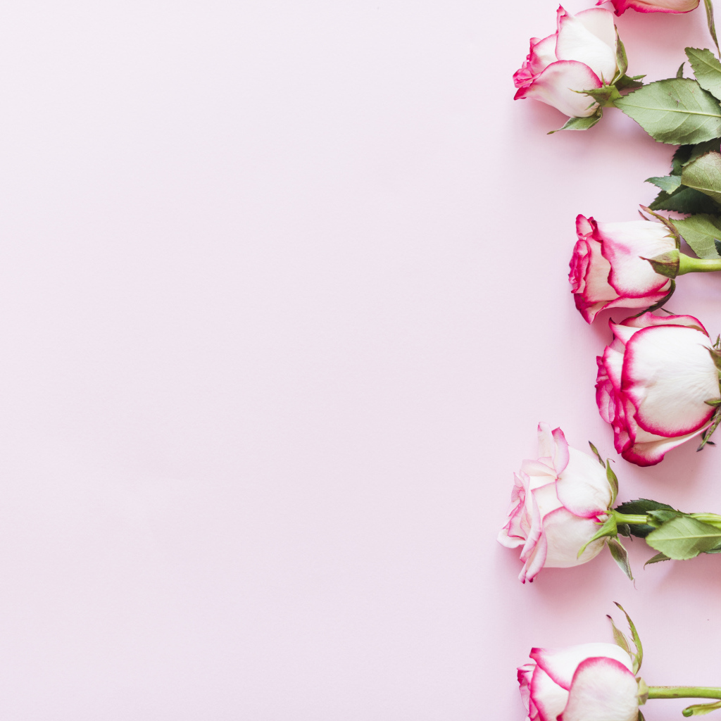 Букет нежных роз на розовом фоне, шаблон