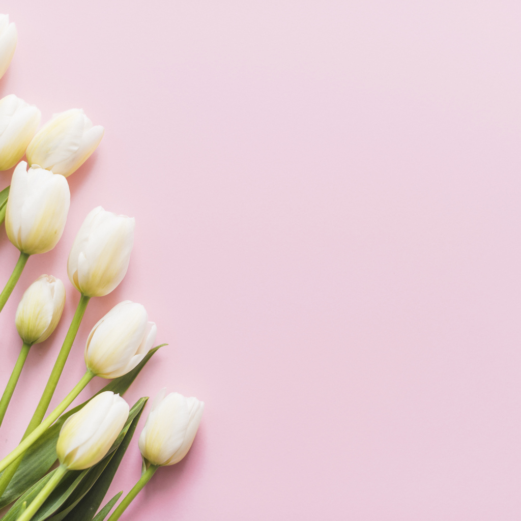 Букет нежных белых тюльпанов на розовом фоне, шаблон 