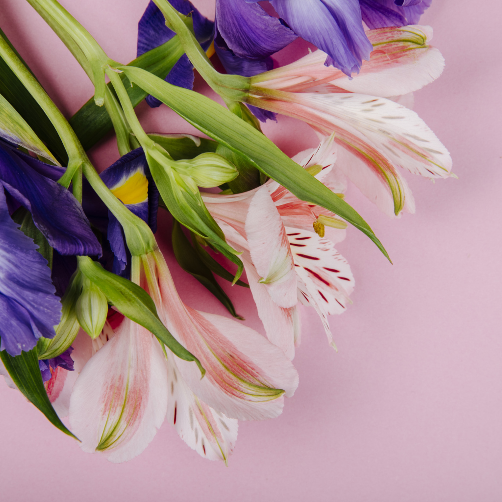 Букет из цветов ириса и альстромерии на розовом фоне