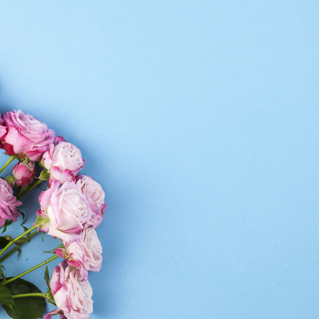 Букет розовых роз на голубом фоне, шаблон для открытки 