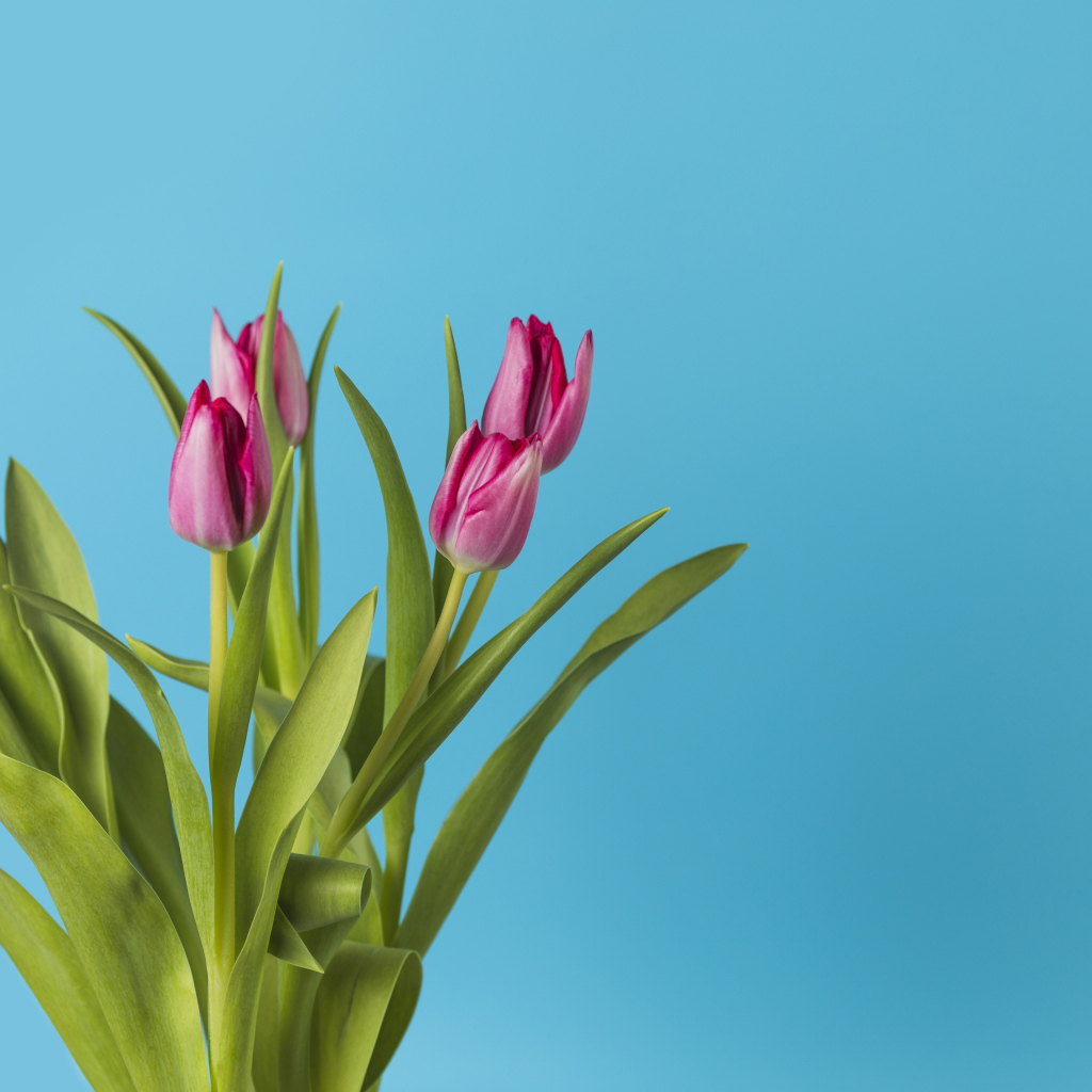 Букет розовых тюльпанов на голубом фоне