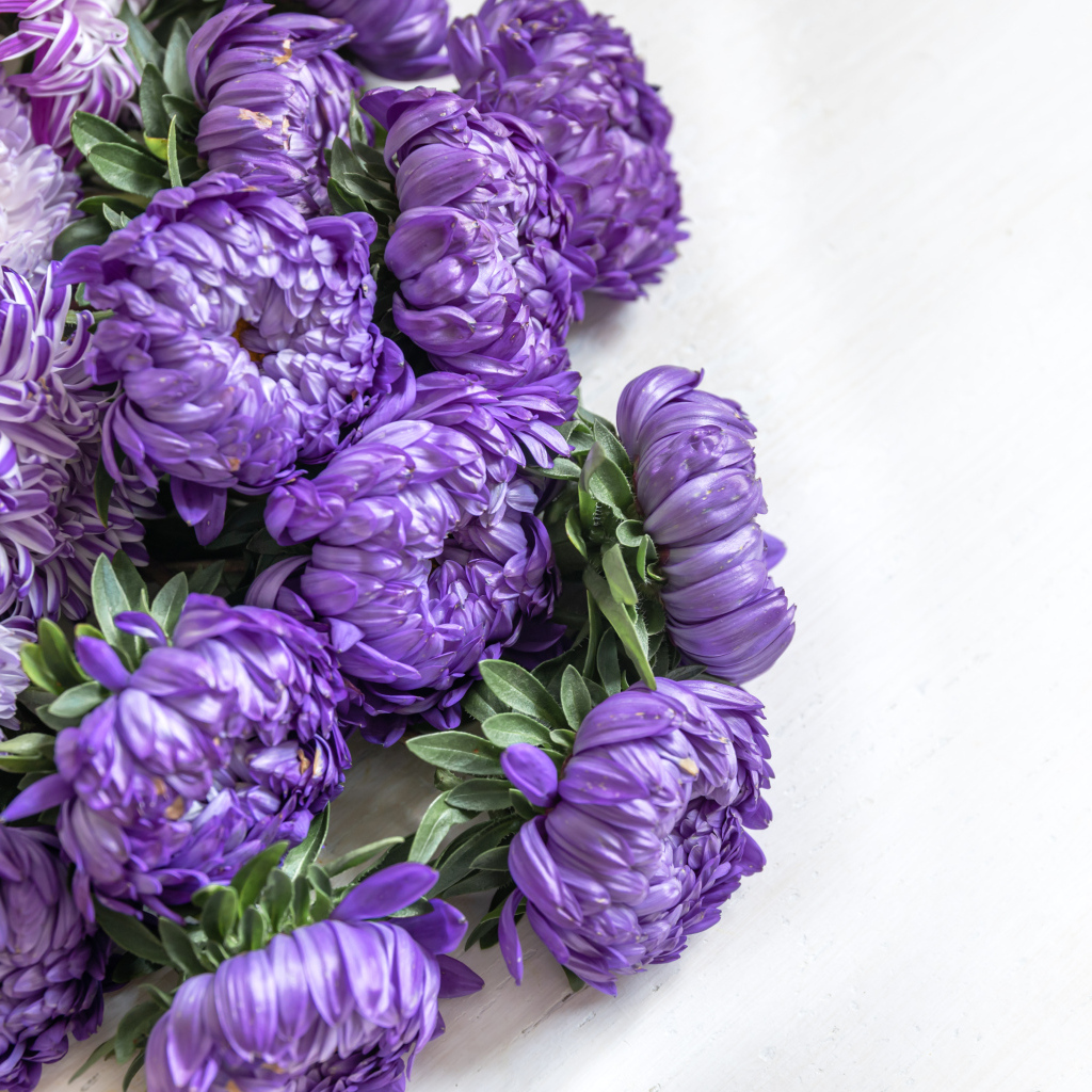 Букет фиолетовых цветов астры на белом фоне