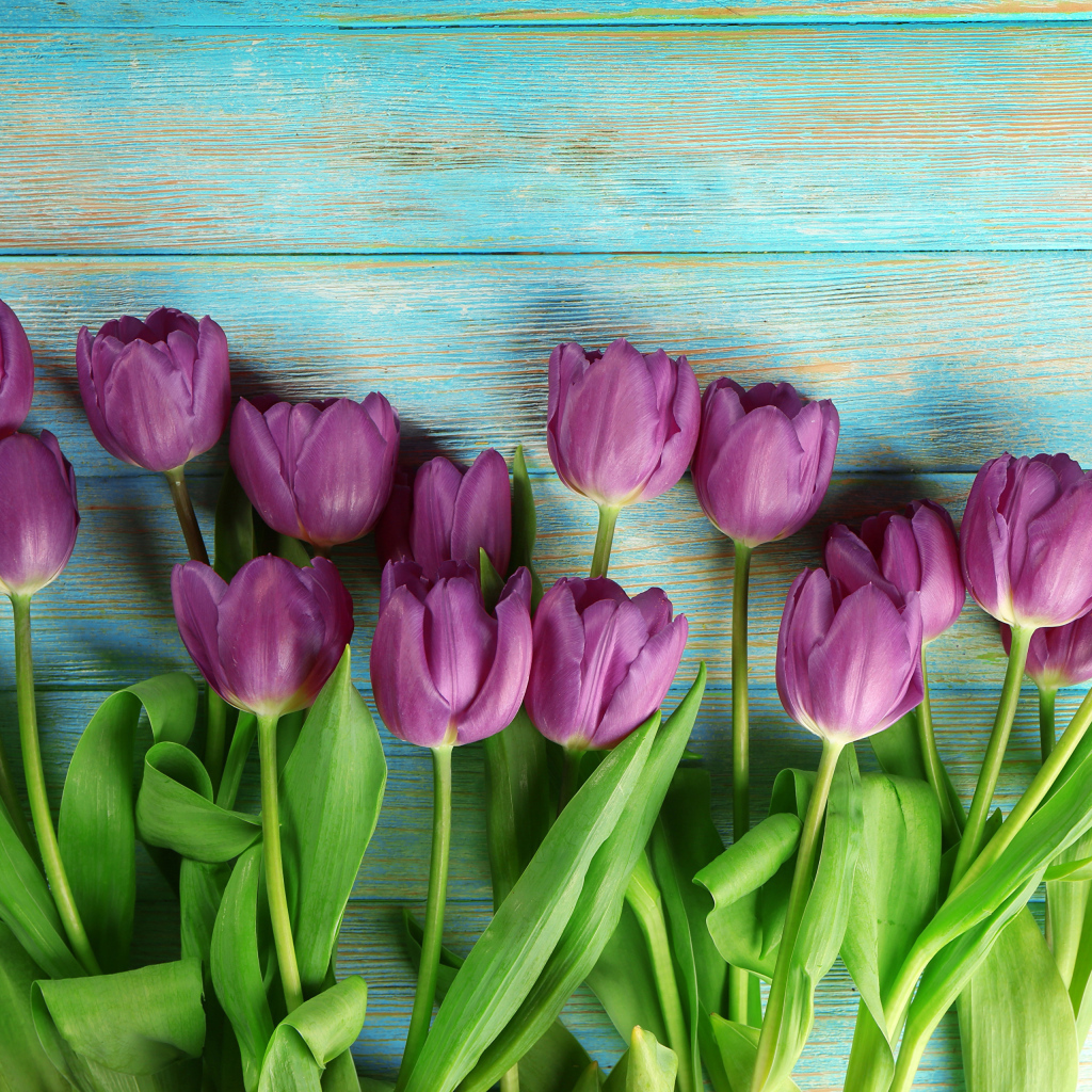 Букет фиолетовых тюльпанов на голубом столе