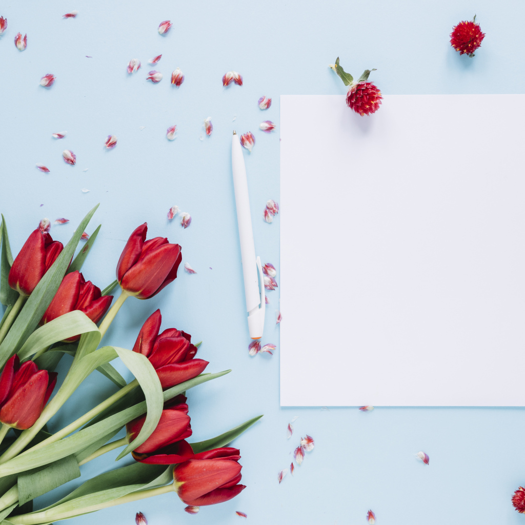 Букет красных тюльпанов с белыми листами на голубом фоне, шаблон 