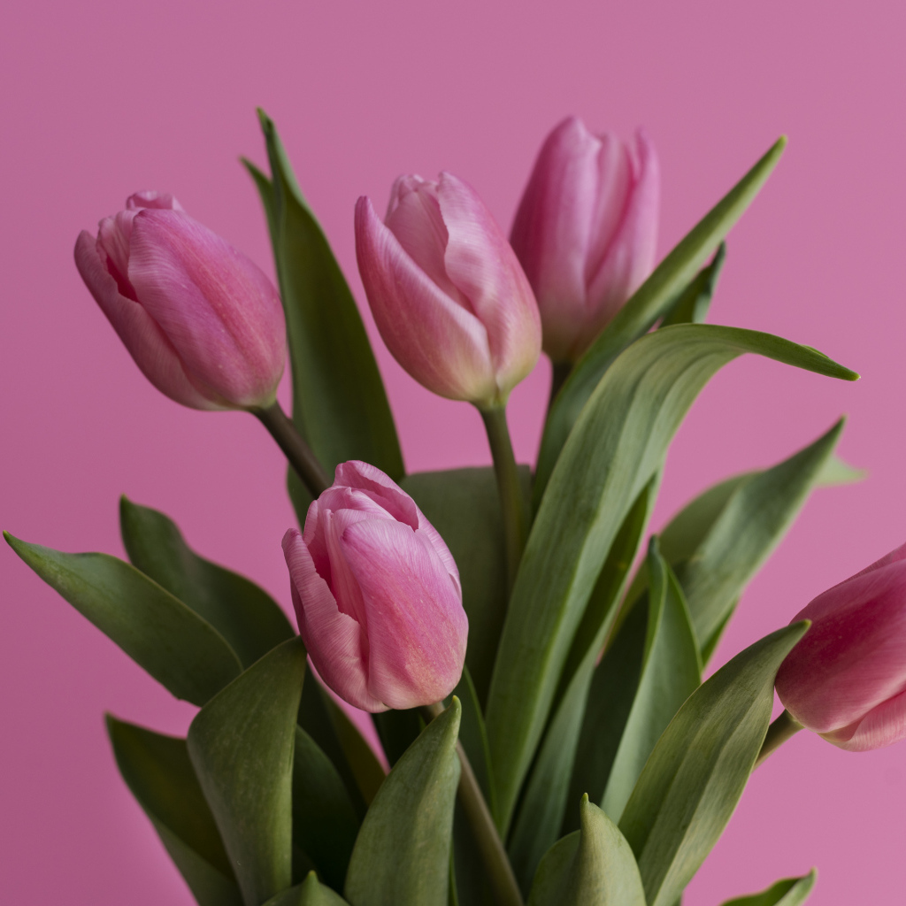 Букет весенних тюльпанов на розовом фоне