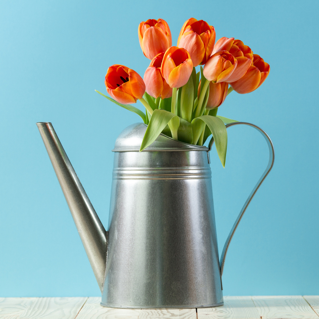 Букет тюльпанов в металлической лейке на голубом фоне