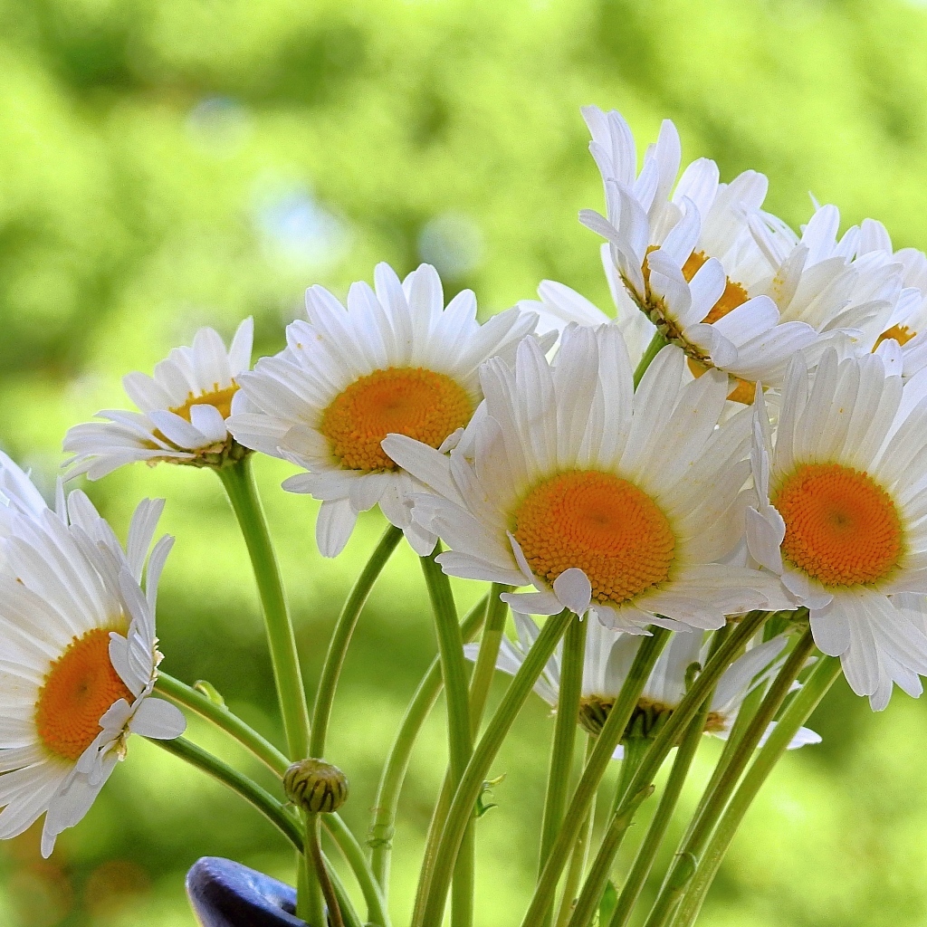 Букет белых ромашке с желтой серединкой