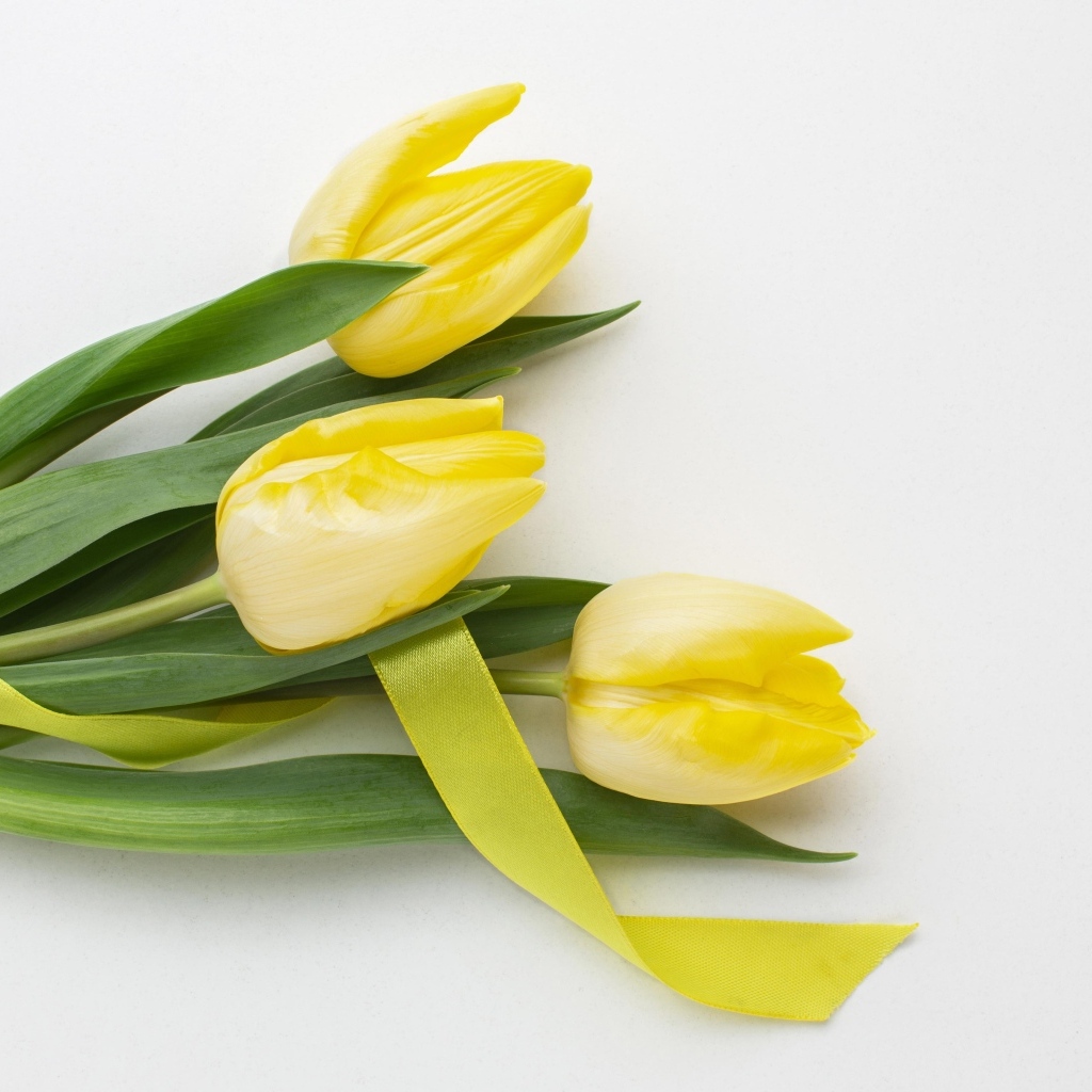 Букет желтых тюльпанов с ленточкой на сером фоне