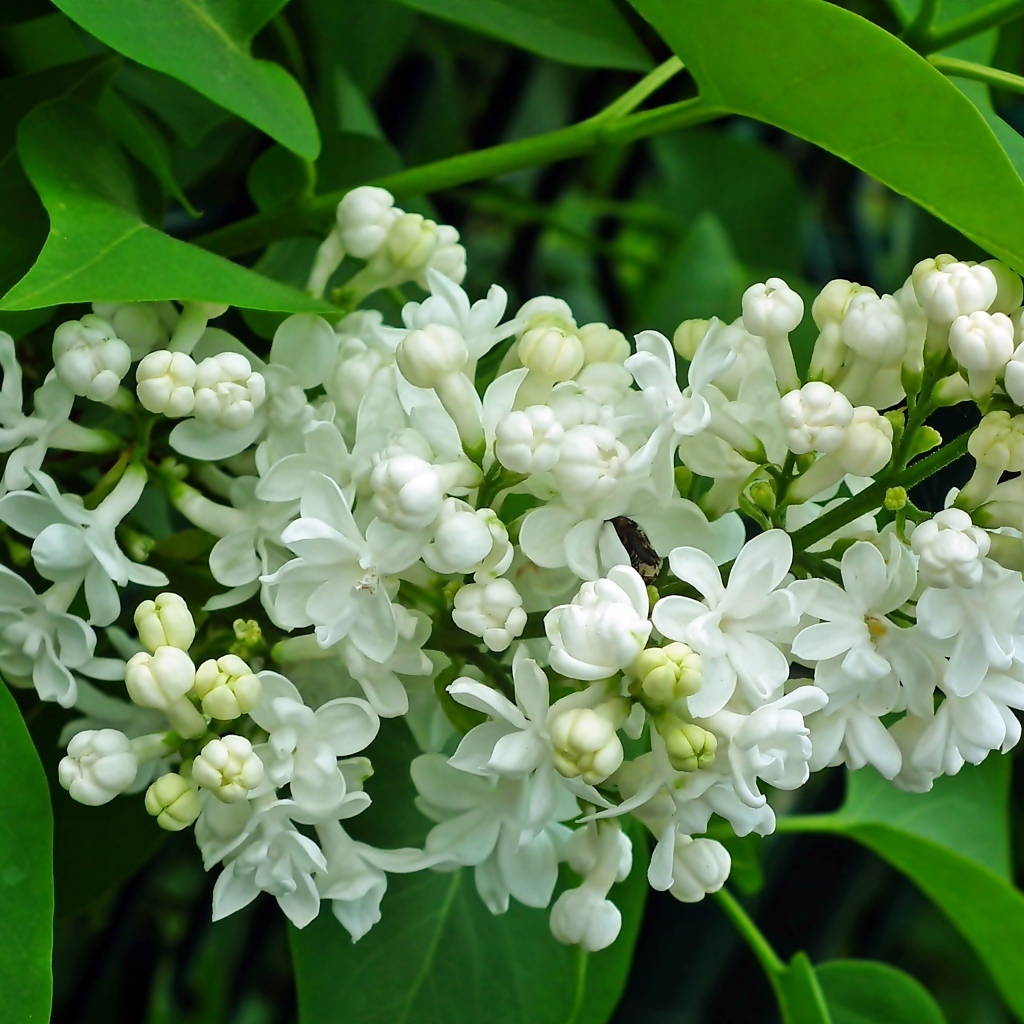 Ветка с нежными белыми цветами сирени