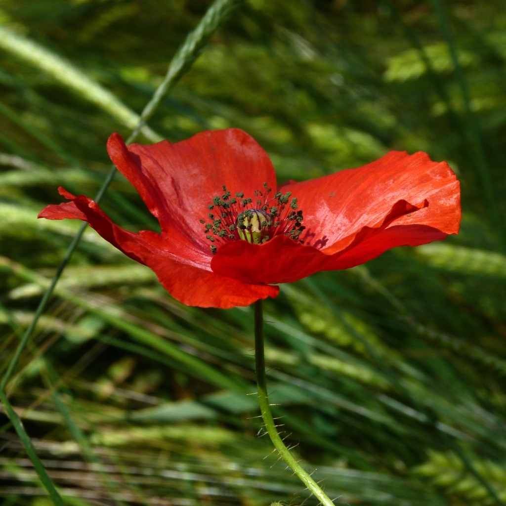 Яркий алый мак в зеленой траве вблизи