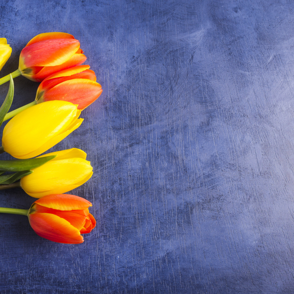 Яркие тюльпаны на синем фоне