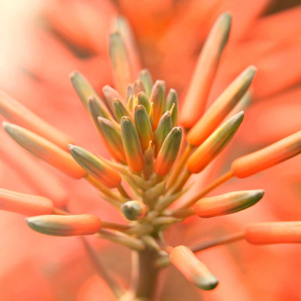 Бутоны оранжевого комнатного цветка лилии