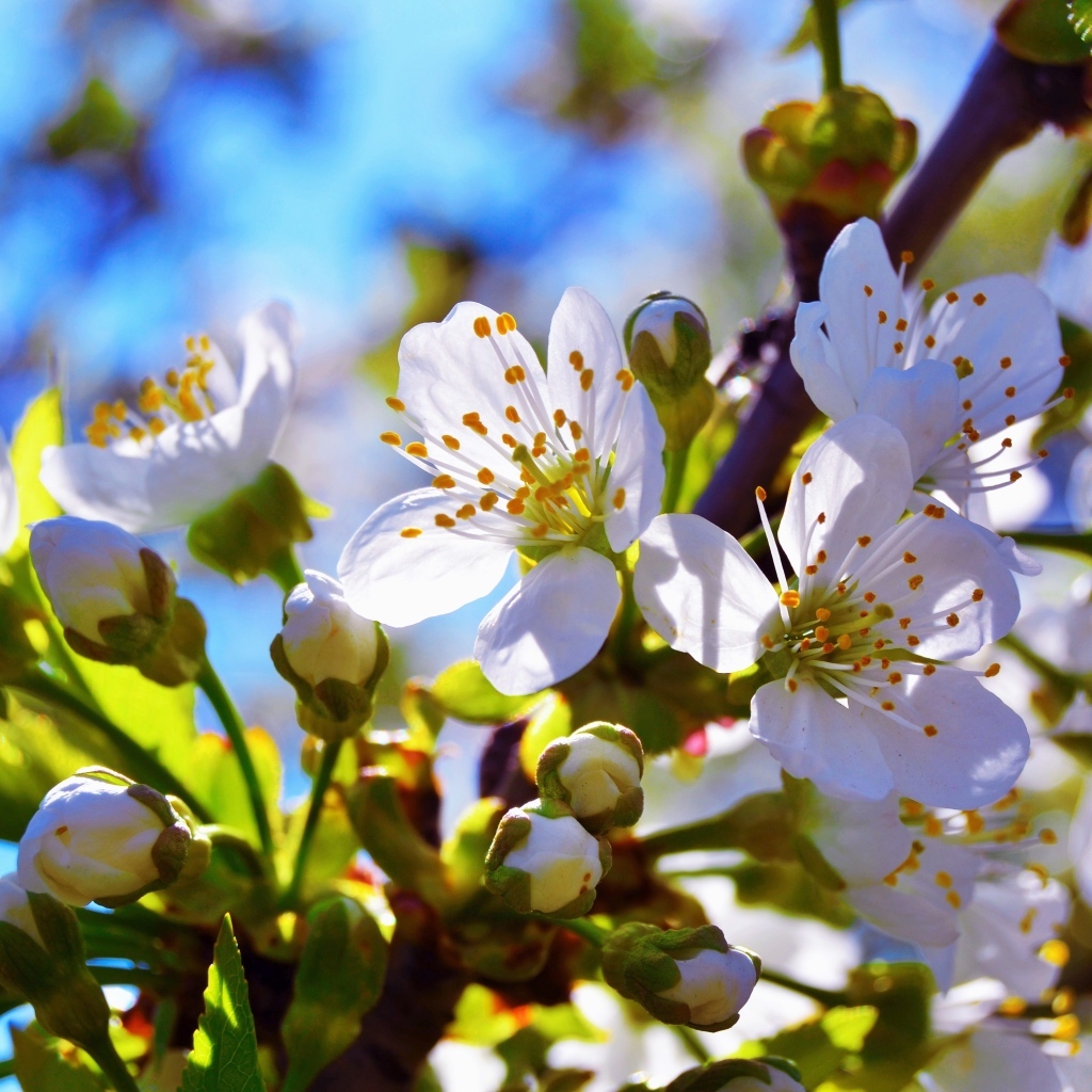 Ветка вишни с цветами в лучах солнца весной