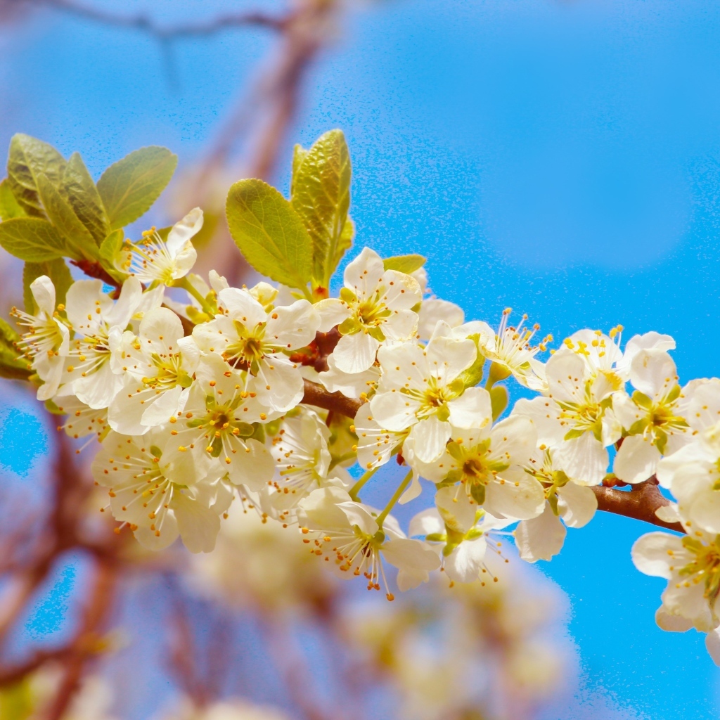 Ветка черешни с крупными цветами на фоне неба
